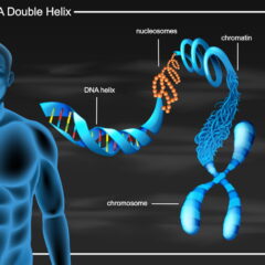 Genes y cromosomas: ¿cómo determinan nuestra vida y salud?