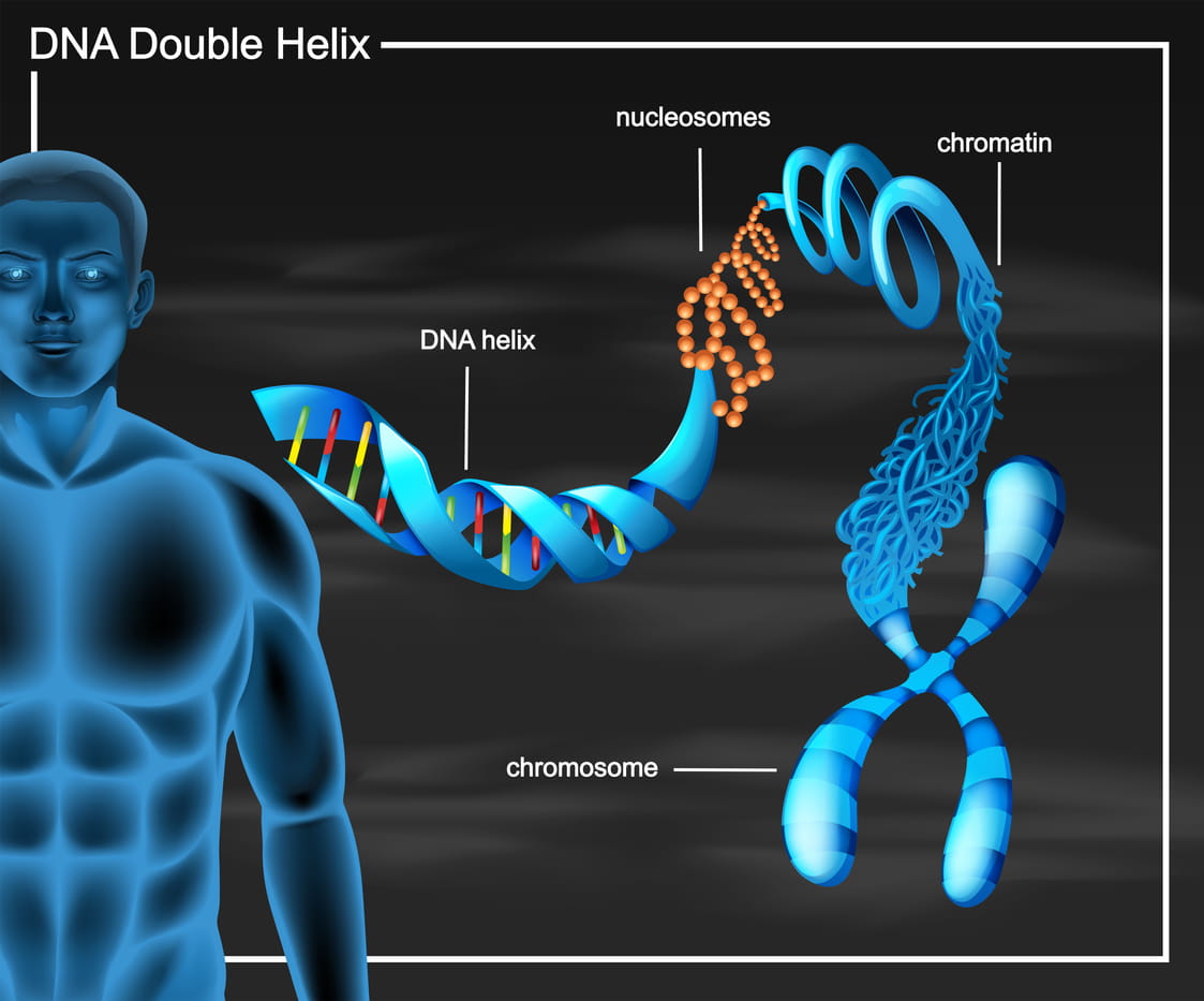 Genes y cromosomas: ¿cómo determinan nuestra vida y salud? - Cuestión de  Genes