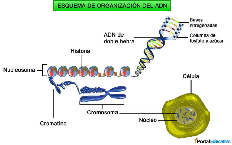 adn y cromosomas