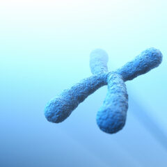 Cromosomas X e Y: curiosidades sobre los cromosomas sexuales